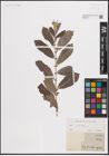 Foto von Salix cinerea L.